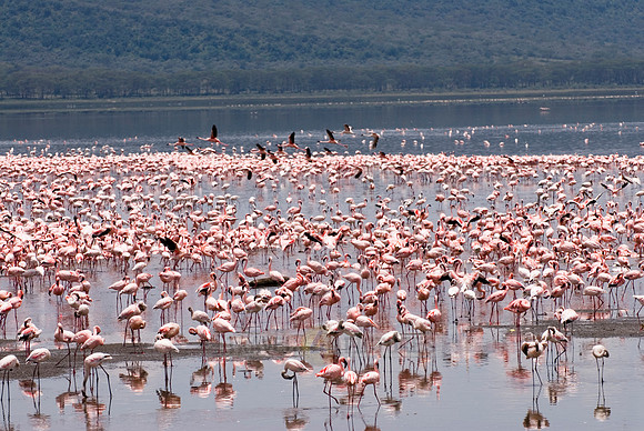 flamboyance of Lesser Flamingos, Phoenicopterus minor