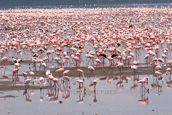 flamboyance of Lesser Flamingos, Phoenicopterus minor