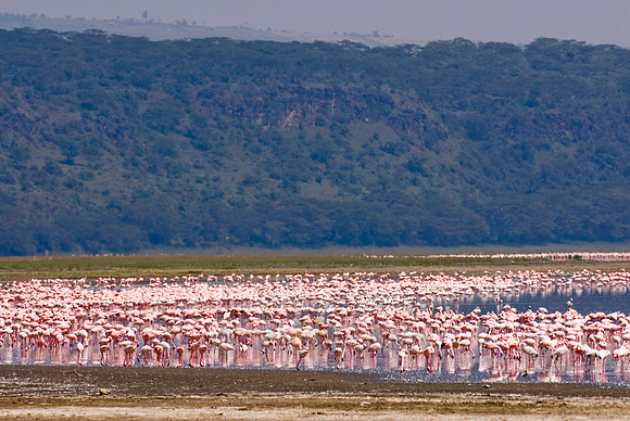 flamboyance of Lesser Flamingos, Phoenicopterus minor