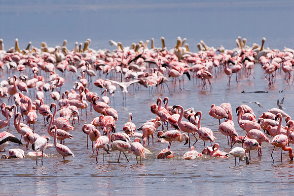 flamboyance of Lesser Flamingos, Phoenicopterus minor