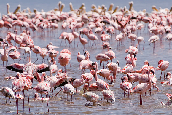 flamboyance of Lesser Flamingos, Phoenicopterus minor