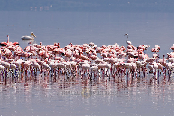 flamboyance of Lesser Flamingos, Phoenicopterus minor