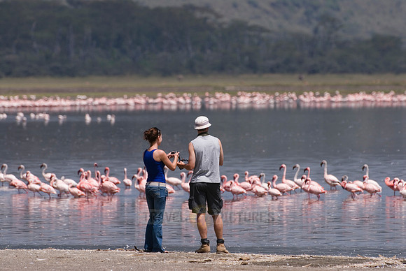 tourists watching flamboyance of Lesser Flamingos