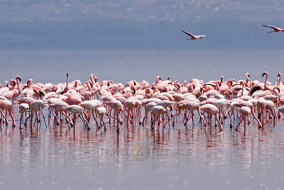 flamboyance of Lesser Flamingos, Phoenicopterus minor