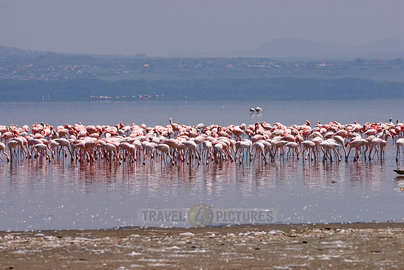 flamboyance of Lesser Flamingos, Phoenicopterus minor