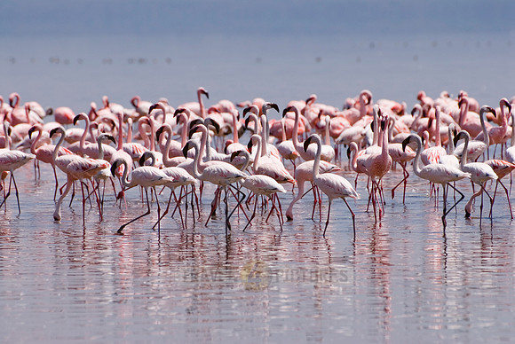 flamboyance of Lesser Flamingos, Phoenicopterus minor