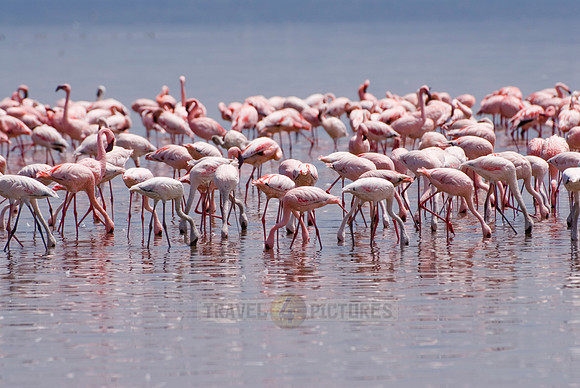 flamboyance of Lesser Flamingos, Phoenicopterus minor