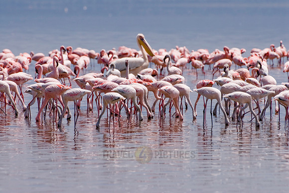 flamboyance of Lesser Flamingos, Phoenicopterus minor