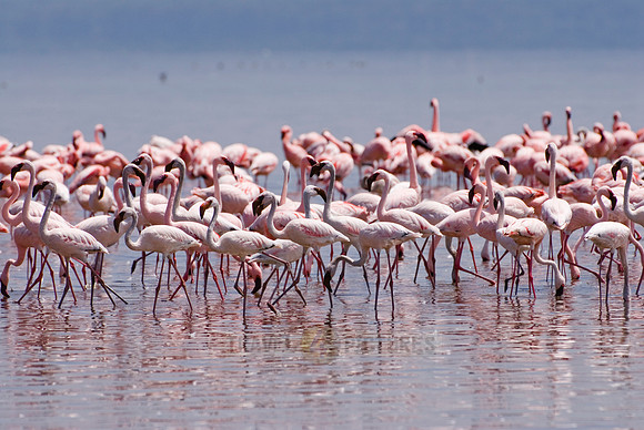 flamboyance of Lesser Flamingos, Phoenicopterus minor