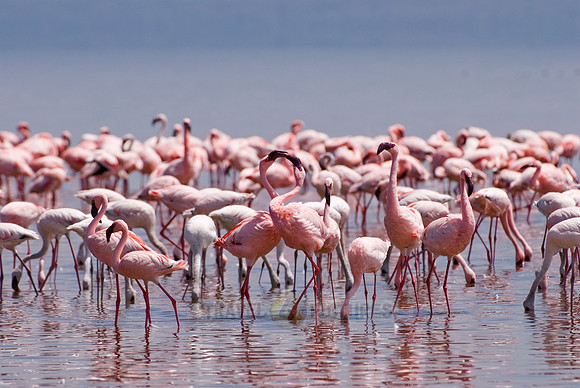 flamboyance of Lesser Flamingos, Phoenicopterus minor