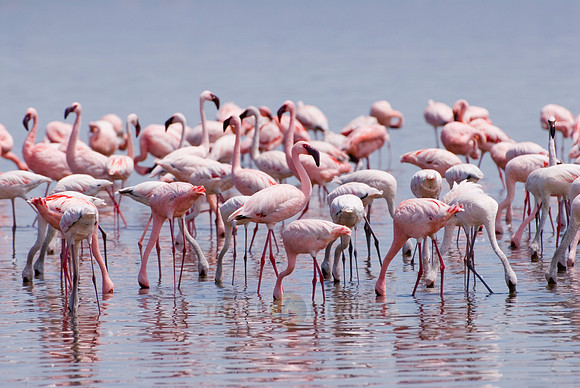 flamboyance of Lesser Flamingos, Phoenicopterus minor