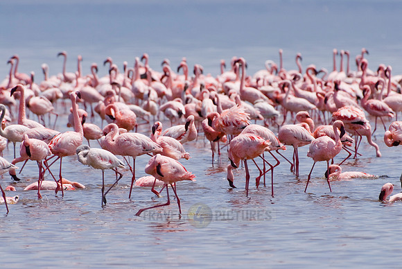 flamboyance of Lesser Flamingos, Phoenicopterus minor