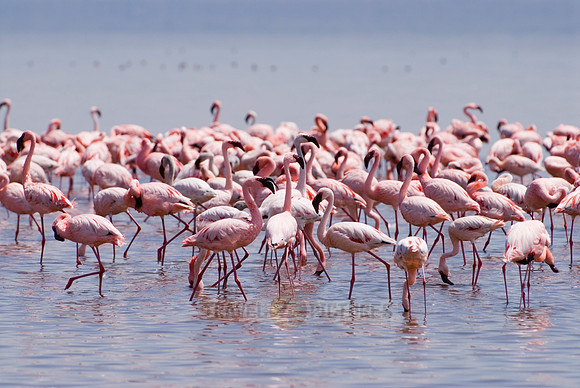 flamboyance of Lesser Flamingos, Phoenicopterus minor