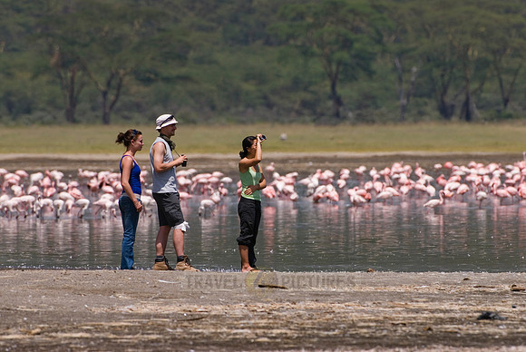 tourists watching flamboyance of Lesser Flamingos