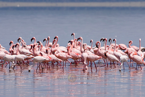flamboyance of Lesser Flamingos, Phoenicopterus minor