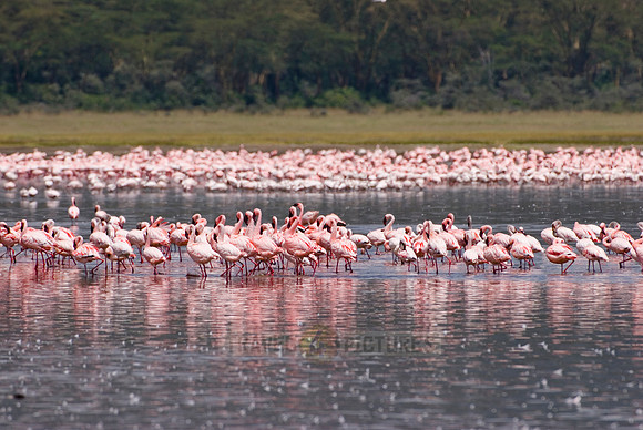 flamboyance of Lesser Flamingos, Phoenicopterus minor