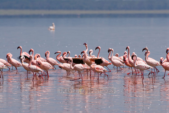 flamboyance of Lesser Flamingos, Phoenicopterus minor