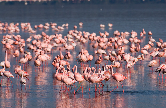 flamboyance of Lesser Flamingos, Phoenicopterus minor