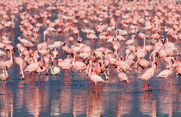 flamboyance of Lesser Flamingos, Phoenicopterus minor