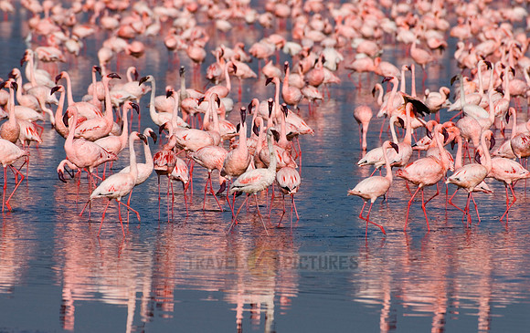 flamboyance of Lesser Flamingos, Phoenicopterus minor