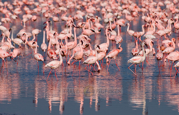 flamboyance of Lesser Flamingos, Phoenicopterus minor