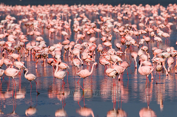 flamboyance of Lesser Flamingos, Phoenicopterus minor