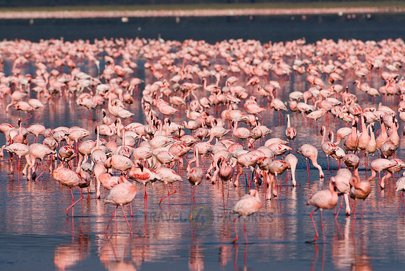 flamboyance of Lesser Flamingos, Phoenicopterus minor