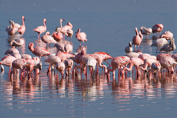 flamboyance of Lesser Flamingos, Phoenicopterus minor