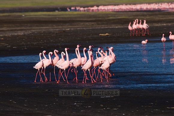 flamboyance of Lesser Flamingos, Phoenicopterus minor