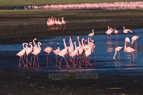 flamboyance of Lesser Flamingos, Phoenicopterus minor