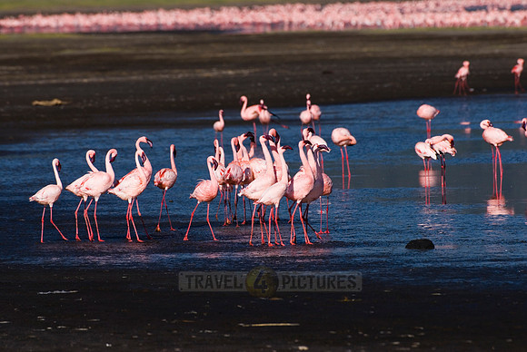 flamboyance of Lesser Flamingos, Phoenicopterus minor