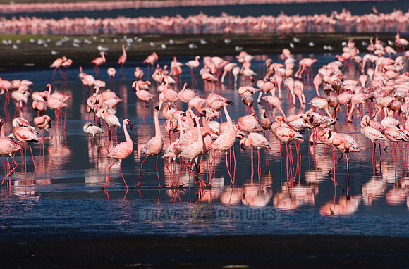 flamboyance of Lesser Flamingos, Phoenicopterus minor