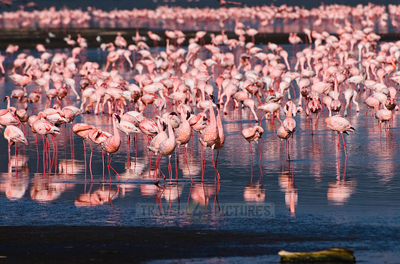 flamboyance of Lesser Flamingos, Phoenicopterus minor