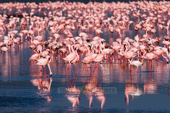 flamboyance of Lesser Flamingos, Phoenicopterus minor