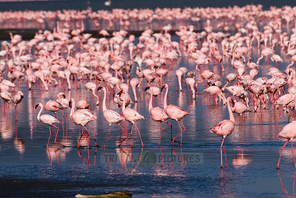 flamboyance of Lesser Flamingos, Phoenicopterus minor