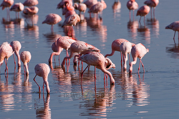 flamboyance of Lesser Flamingos, Phoenicopterus minor