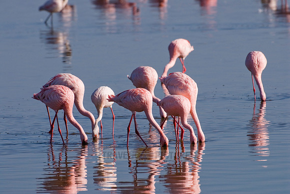 flamboyance of Lesser Flamingos, Phoenicopterus minor