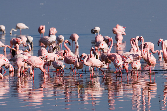 flamboyance of Lesser Flamingos, Phoenicopterus minor