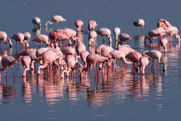 flamboyance of Lesser Flamingos, Phoenicopterus minor