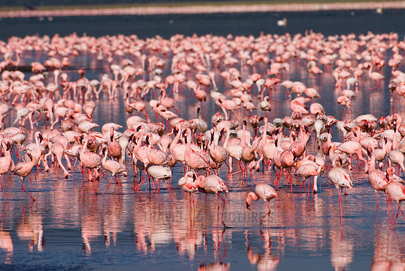 flamboyance of Lesser Flamingos, Phoenicopterus minor