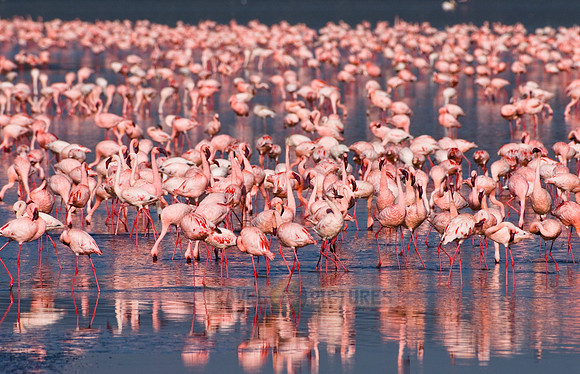 flamboyance of Lesser Flamingos, Phoenicopterus minor
