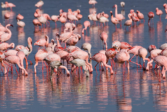 flamboyance of Lesser Flamingos, Phoenicopterus minor