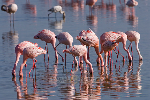 flamboyance of Lesser Flamingos, Phoenicopterus minor