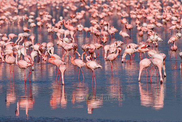 flamboyance of Lesser Flamingos, Phoenicopterus minor
