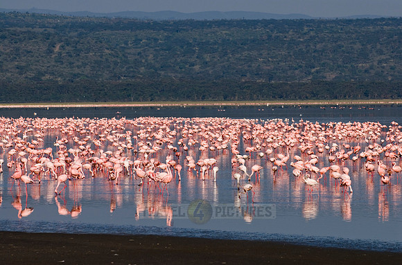 flamboyance of Lesser Flamingos, Phoenicopterus minor