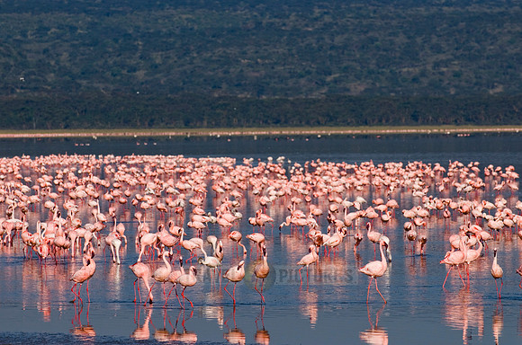 flamboyance of Lesser Flamingos, Phoenicopterus minor
