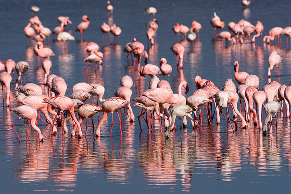 flamboyance of Lesser Flamingos, Phoenicopterus minor