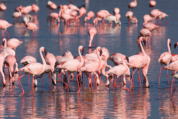 flamboyance of Lesser Flamingos, Phoenicopterus minor