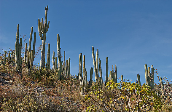 landscape with cacti