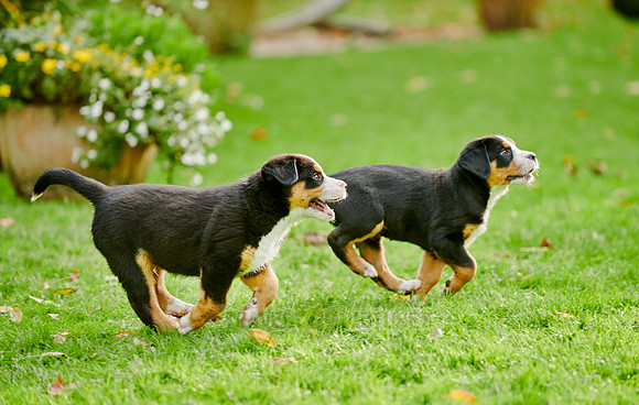 two running puppies of Greater Swiss Mountain Dog